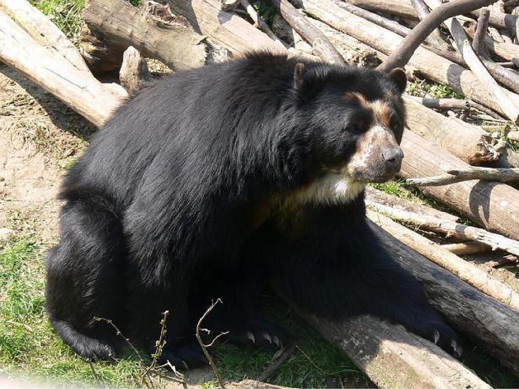 149 BIO PARC DE DOUE LA FONTAINE 7- 2016_000011.jpg